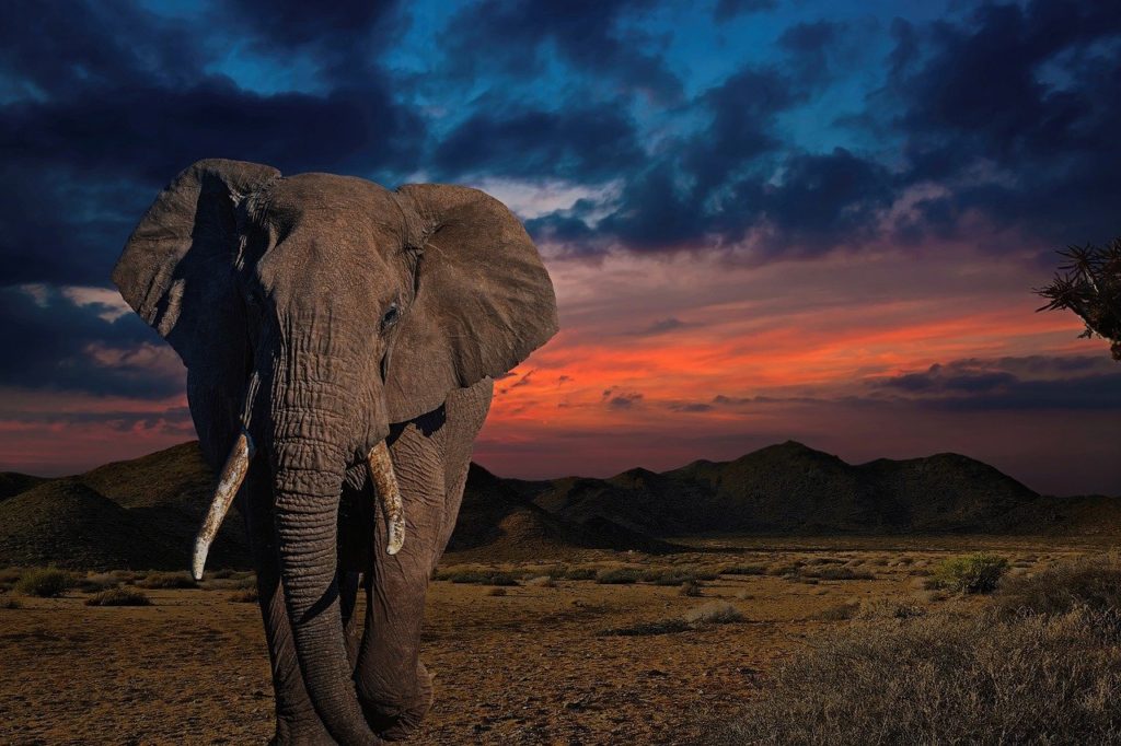 elephant, africa, wildlife